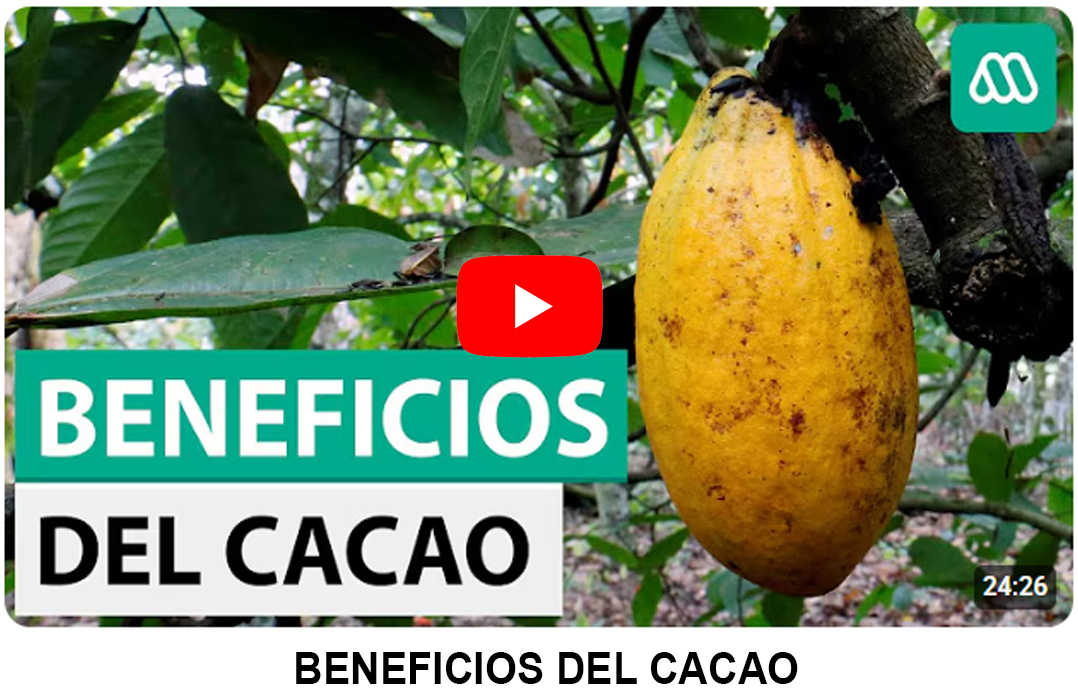Foto del Producto